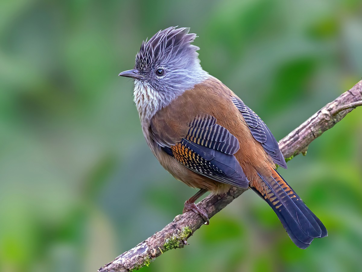Streak-throated Barwing - Actinodura waldeni - Birds of the