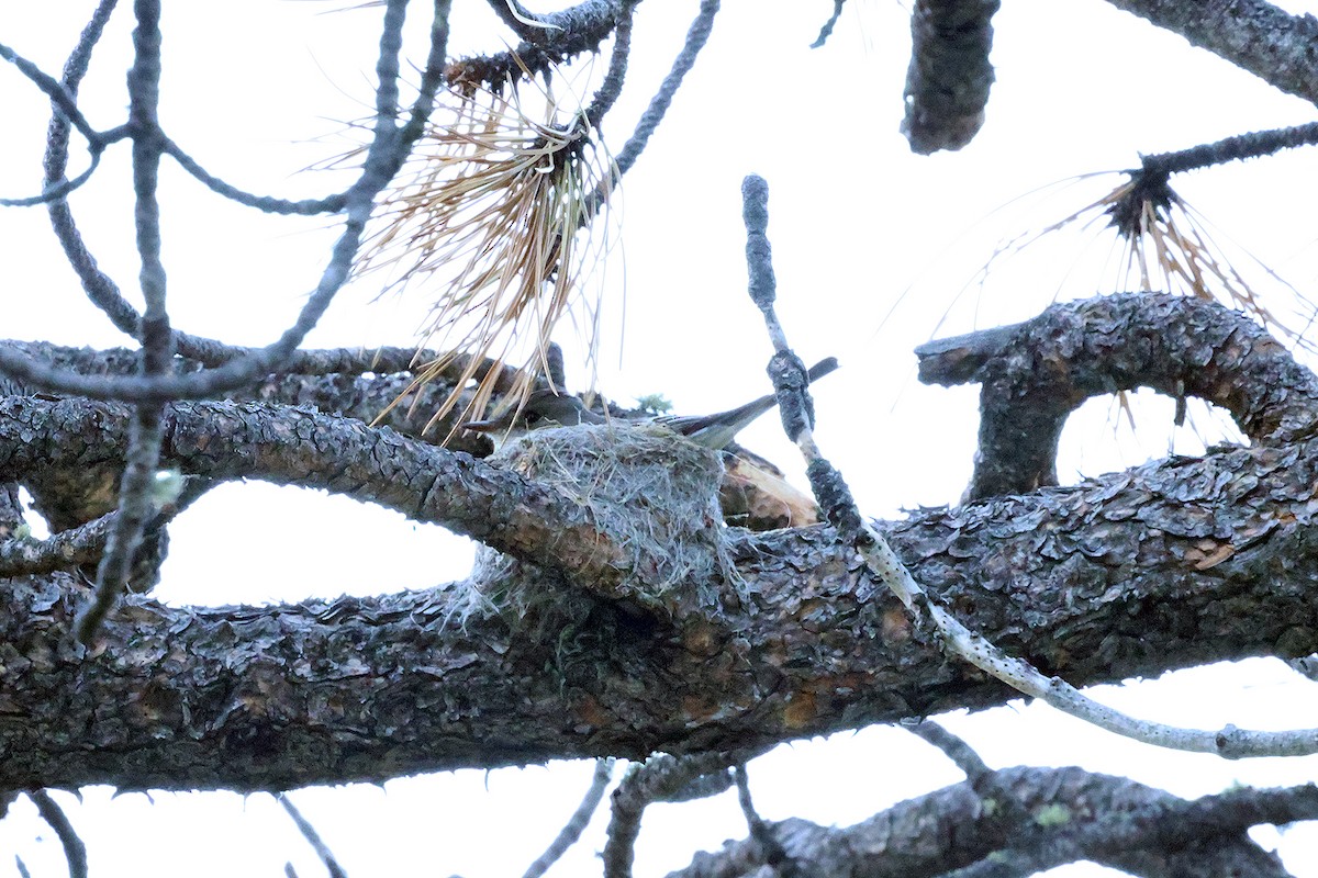 Western Wood-Pewee - ML595380571