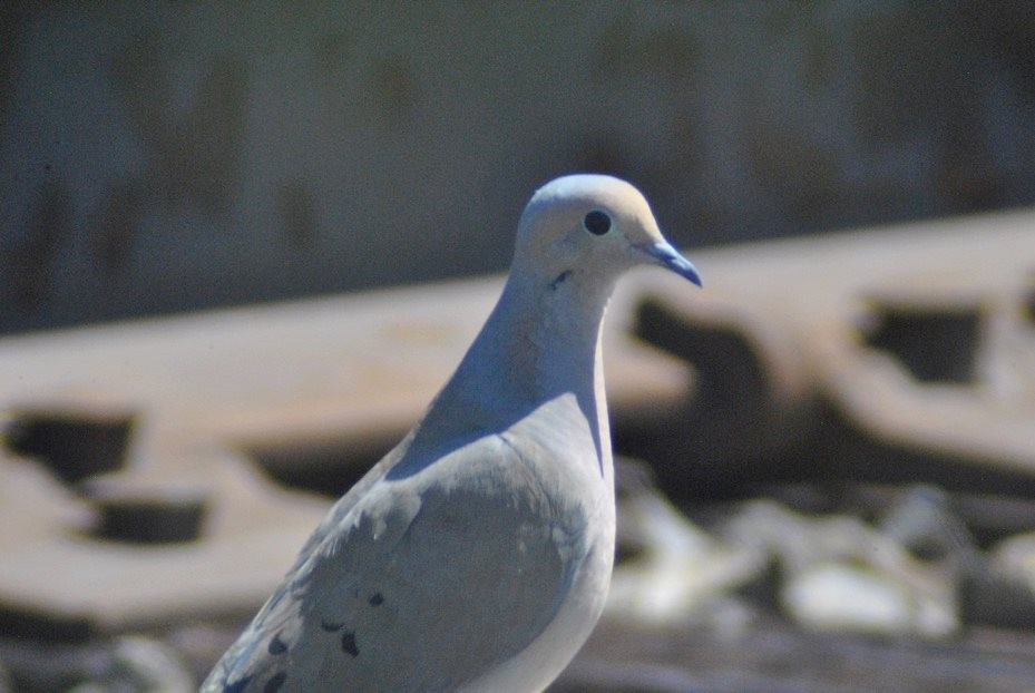 Mourning Dove - ML59538071