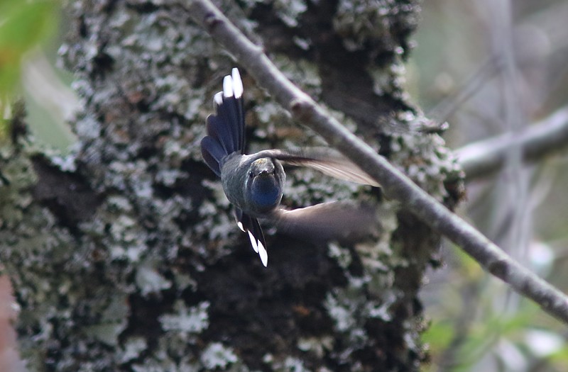 Blue-throated Mountain-gem - ML59538091