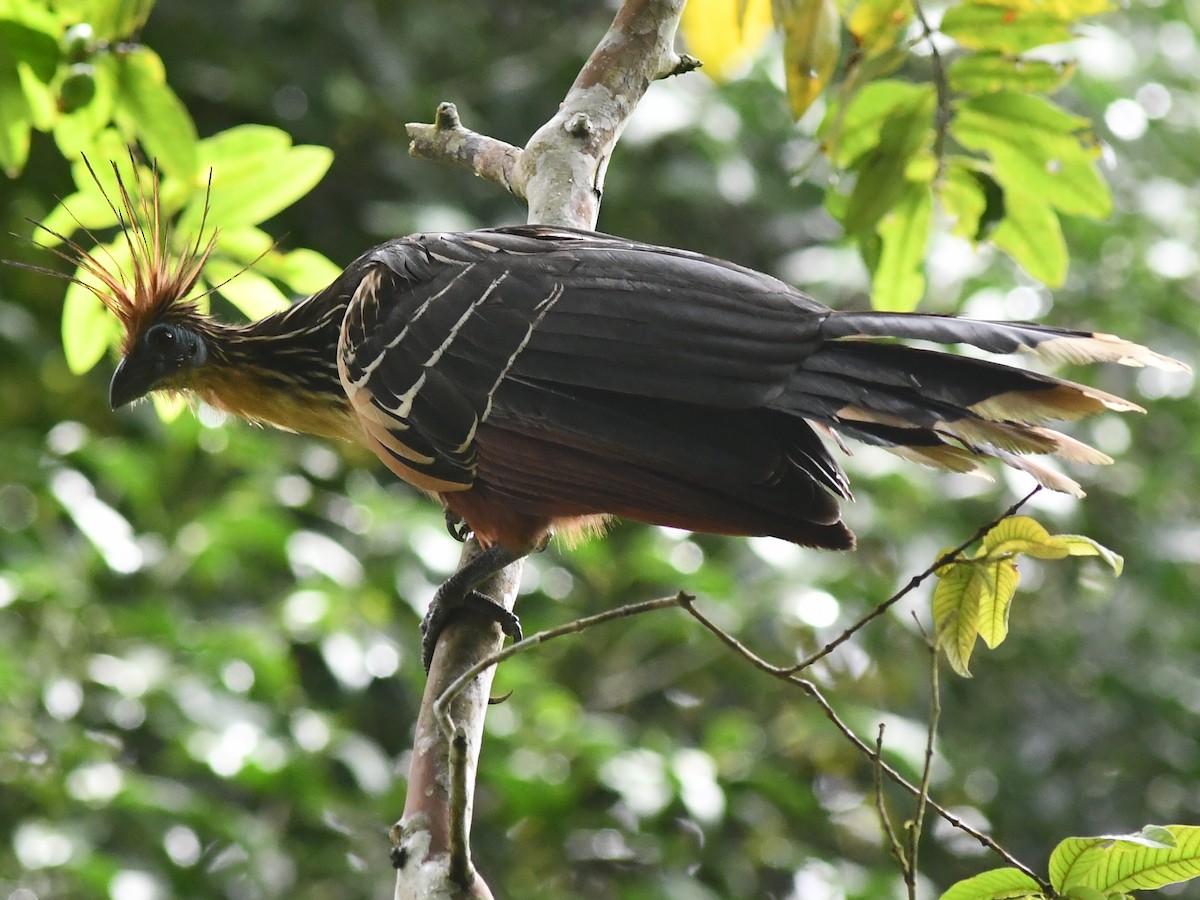 Hoatzin - ML595381821