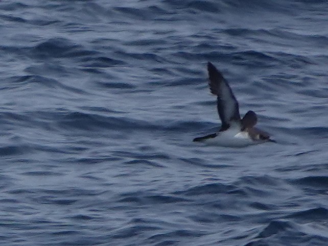 Manx Shearwater - ML595382421