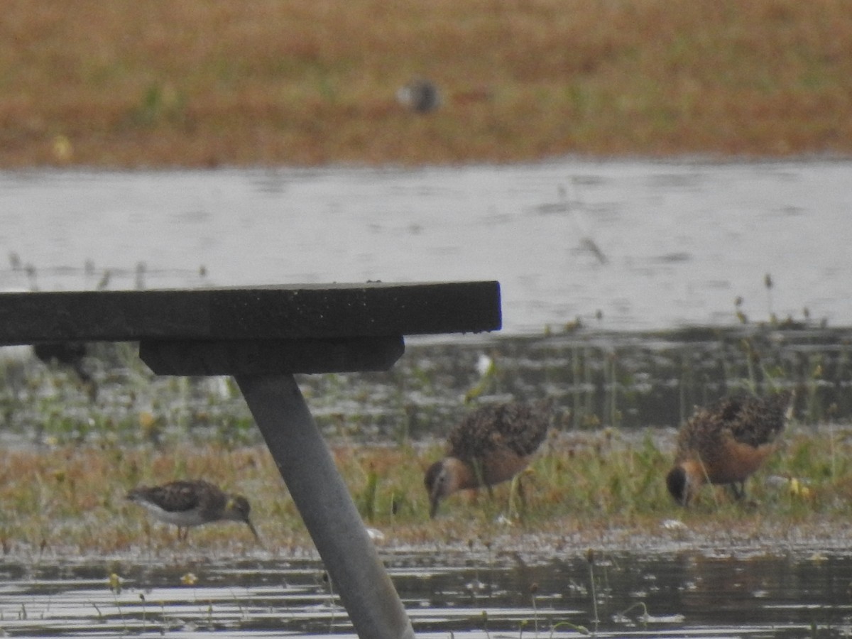 Long-billed Dowitcher - Vincent Glasser