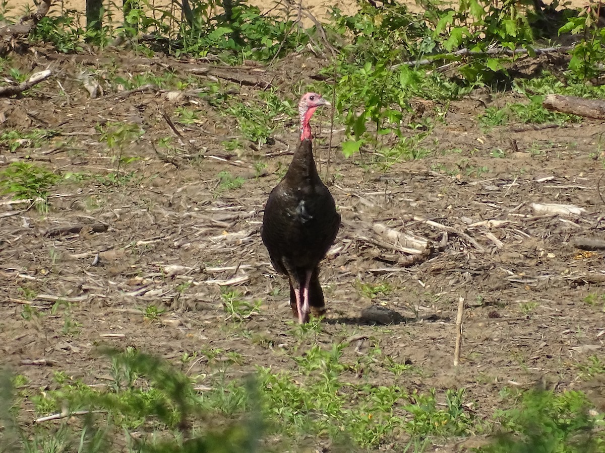 Wild Turkey - ML595383061