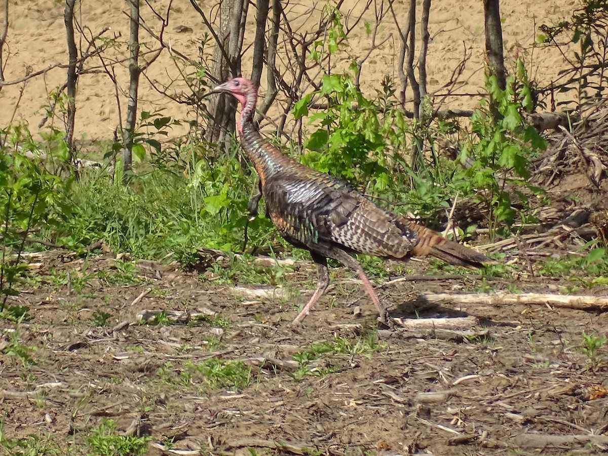 Wild Turkey - ML595383071