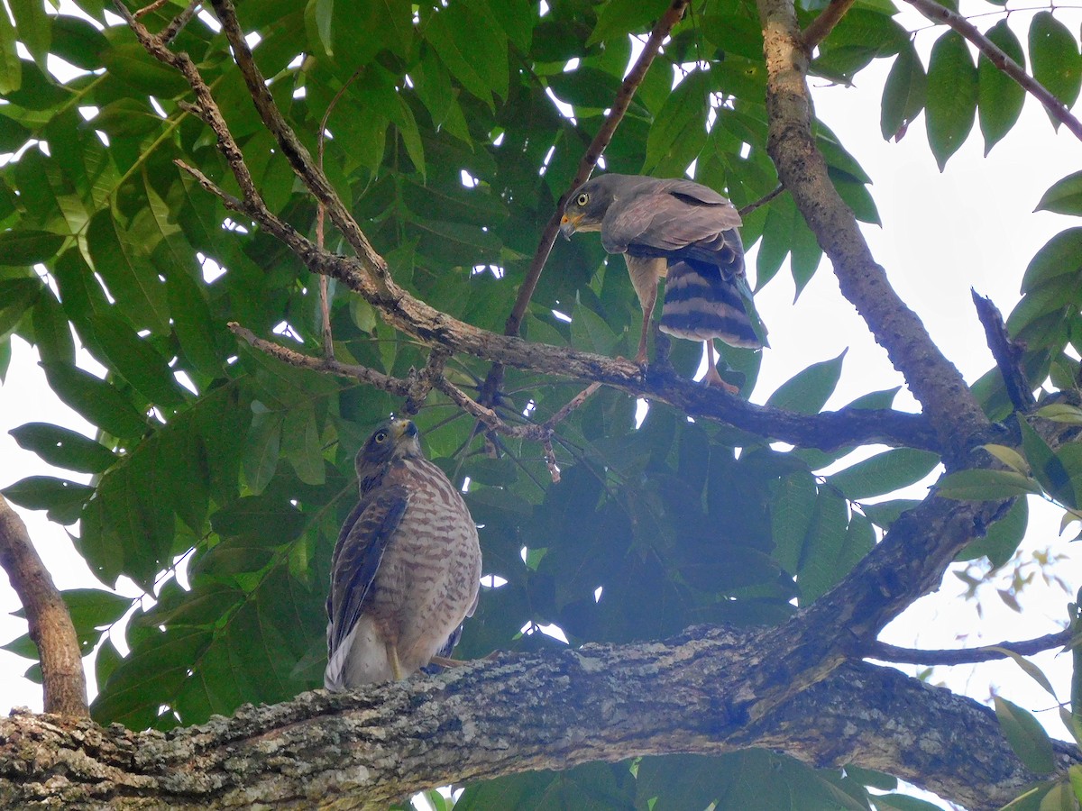 Roadside Hawk - Nicolas Ateaga Ramirez