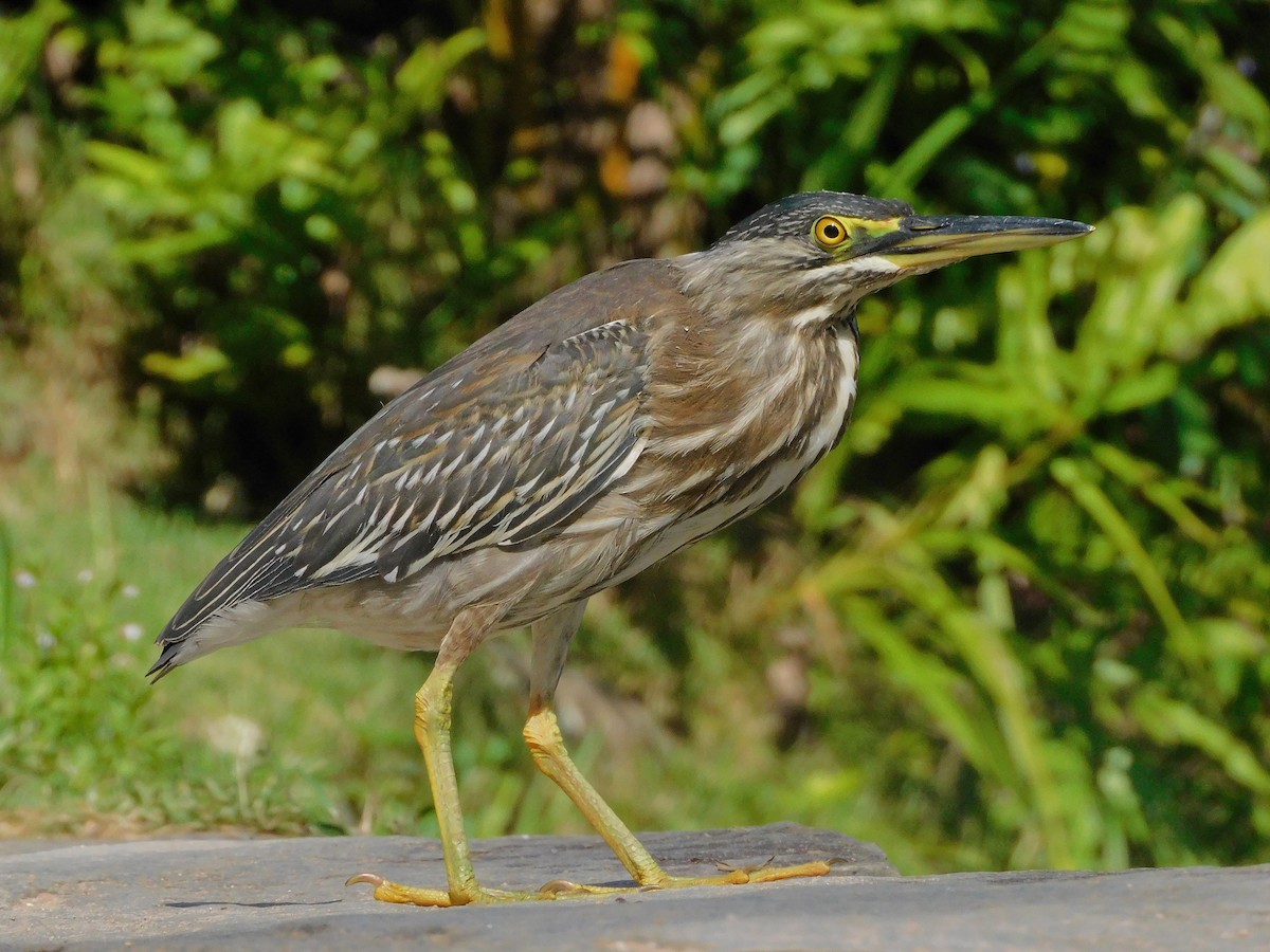 Striated Heron - Nicolas Ateaga Ramirez