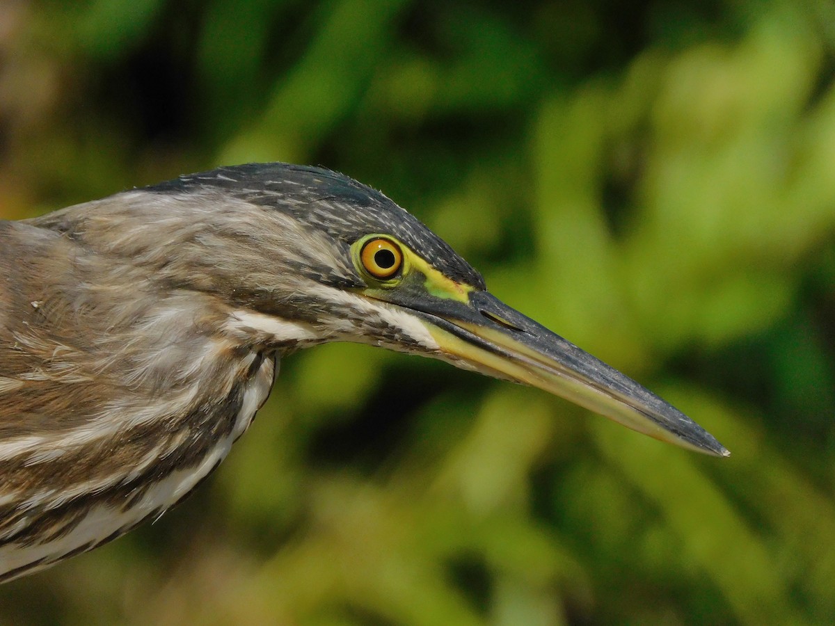 Striated Heron - Nicolas Ateaga Ramirez