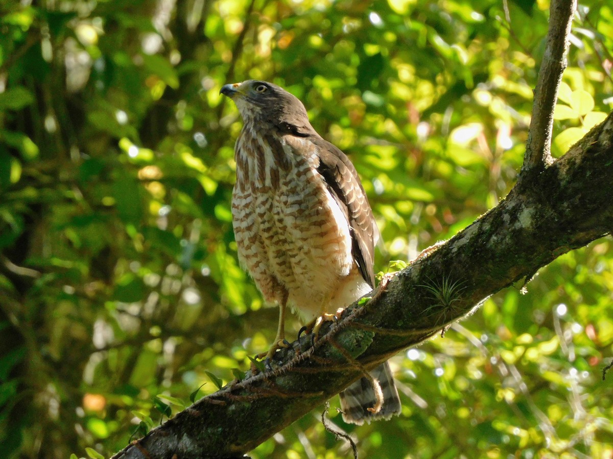 Roadside Hawk - Nicolas Ateaga Ramirez