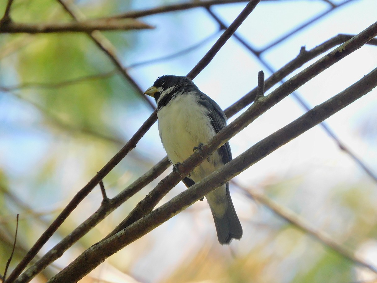 Double-collared Seedeater - Nicolas Ateaga Ramirez