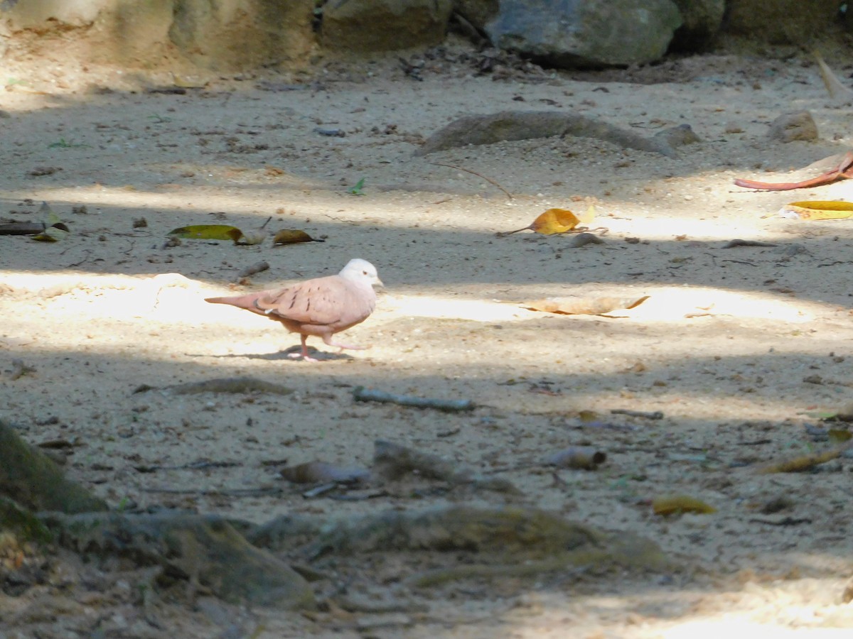 Ruddy Ground Dove - Nicolas Ateaga Ramirez