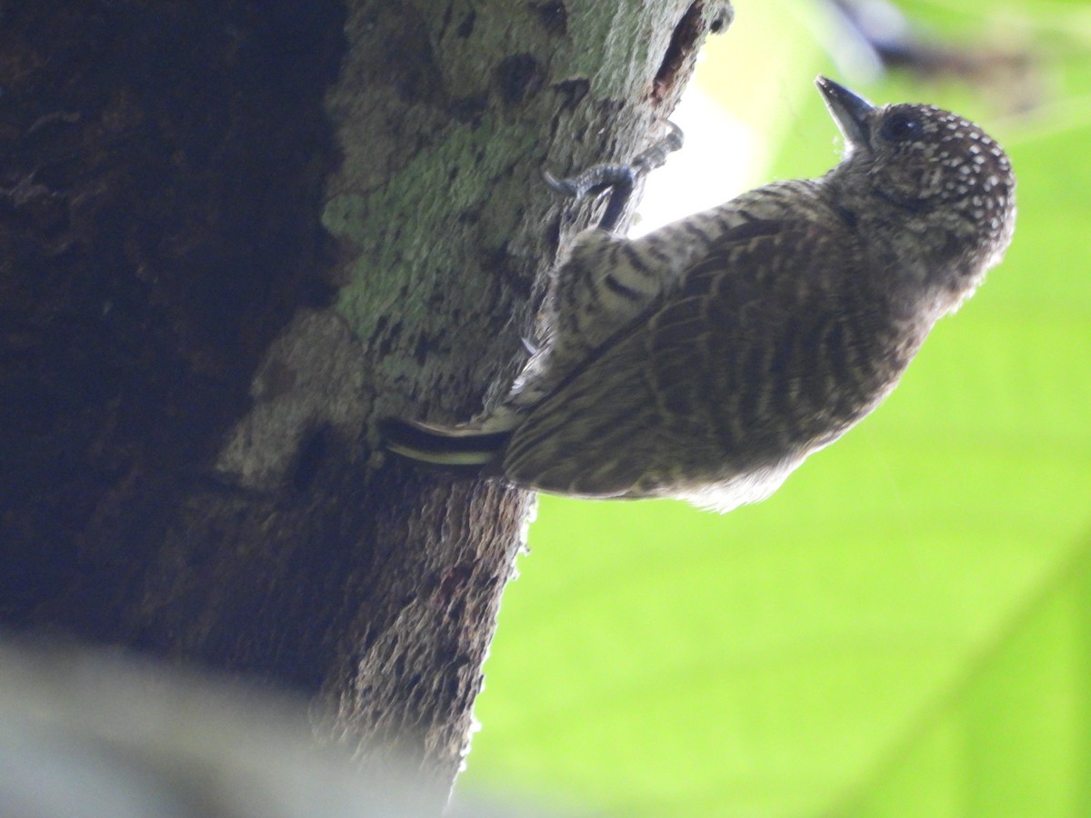 Lafresnaye's Piculet - ML595383911