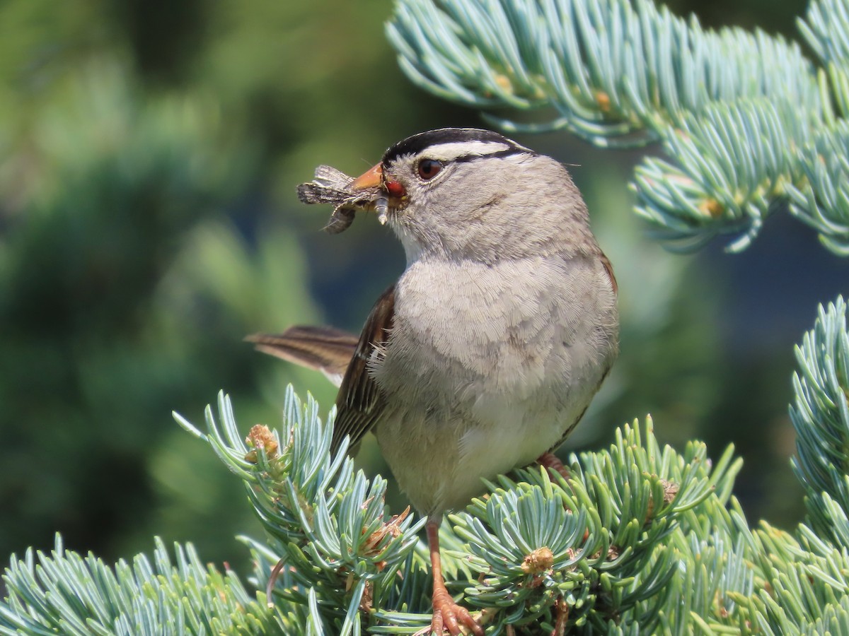 White-crowned Sparrow - ML595384101