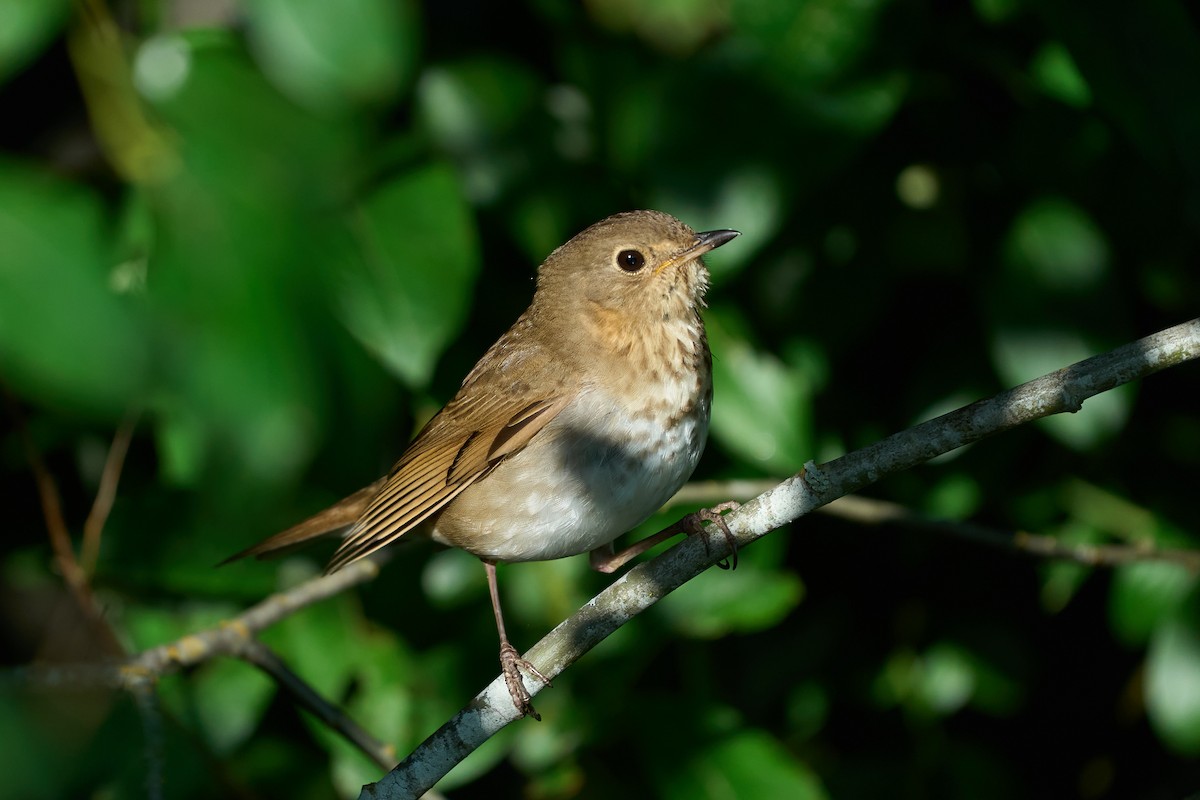 Swainson's Thrush - Jonathan Casanova