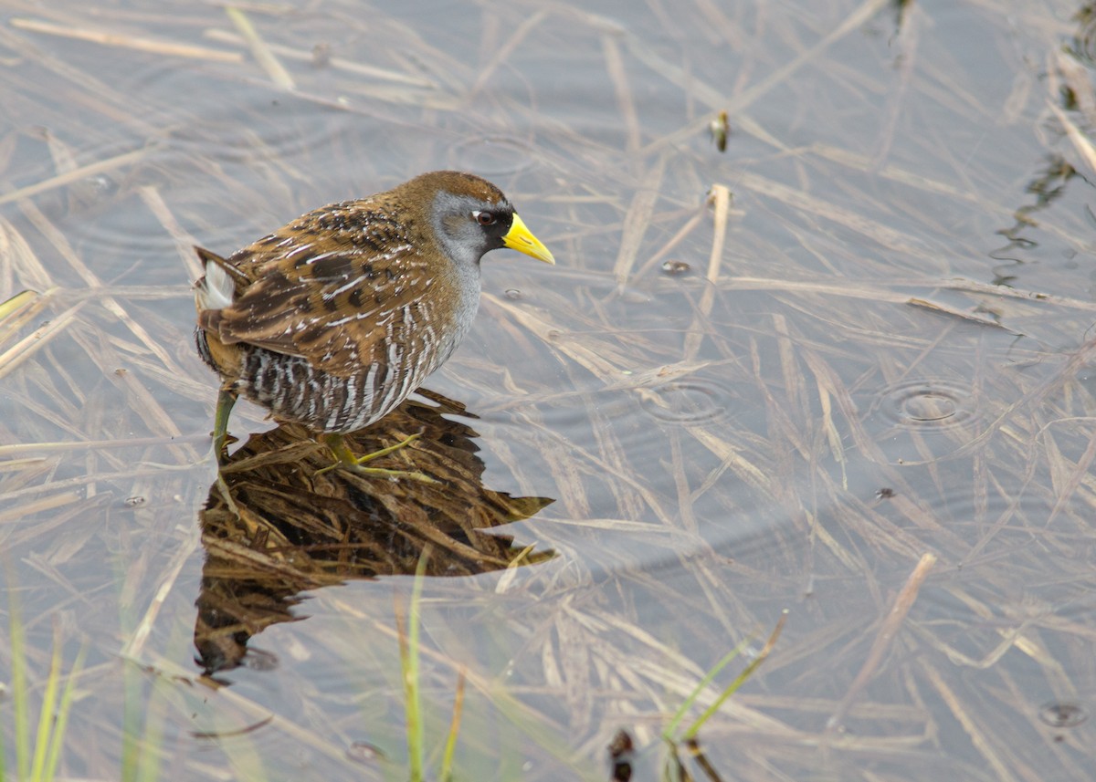 Polluela Sora - ML595384551