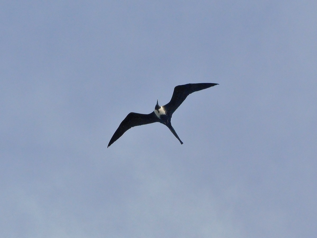 Magnificent Frigatebird - Nicolas Ateaga Ramirez