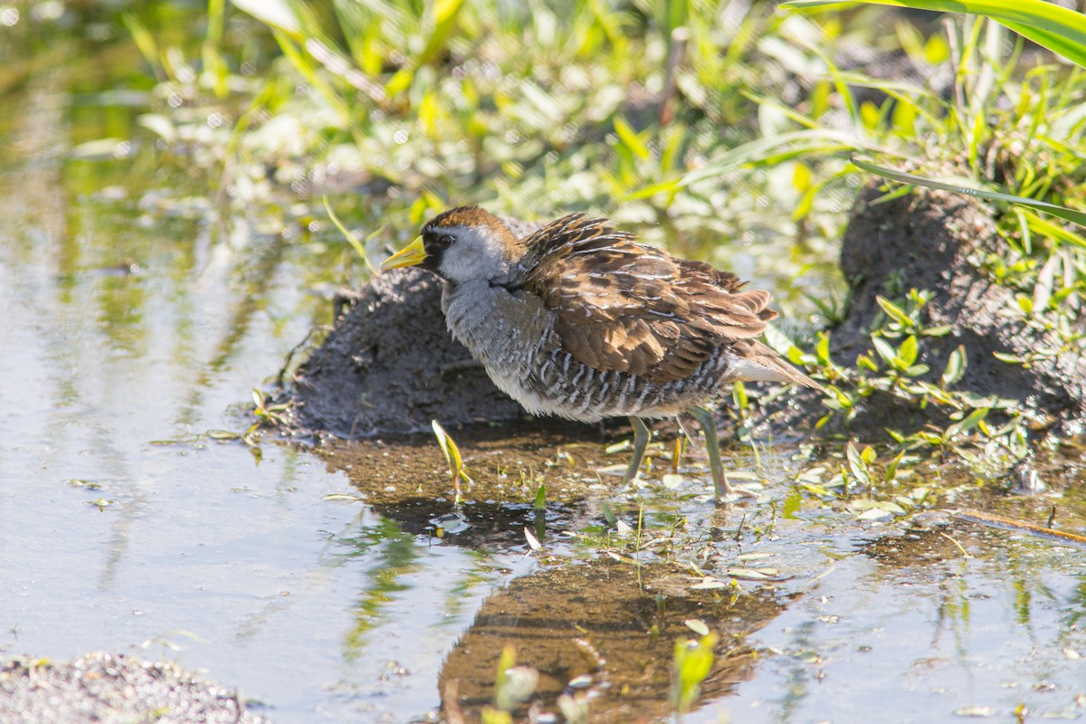 Polluela Sora - ML595384681