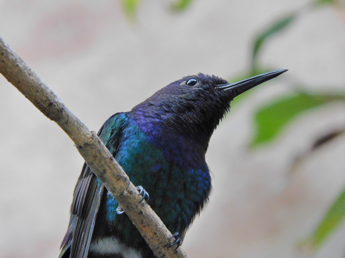 kolibřík vlaštovčí - ML595384821