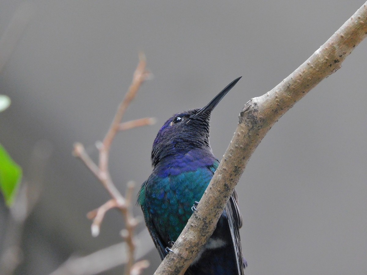 Colibri hirondelle - ML595384831