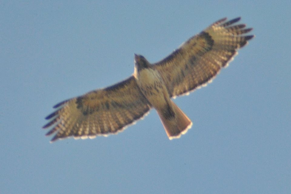 Red-tailed Hawk (calurus/alascensis) - Sean Cozart