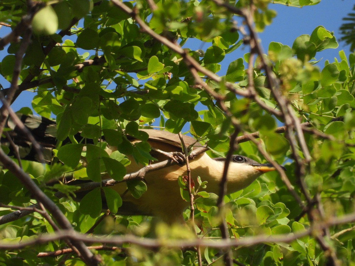 Mangrove Cuckoo - ML595385321