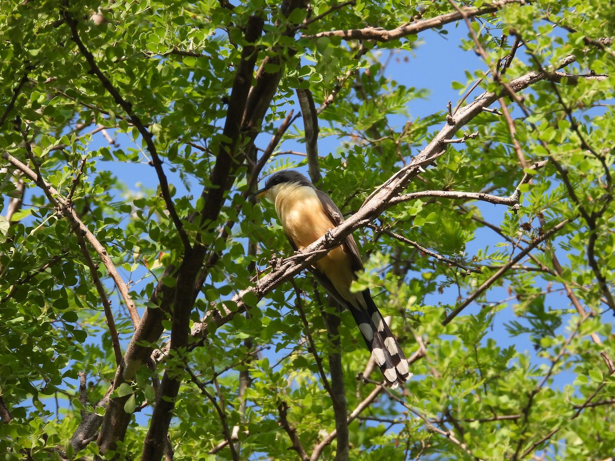 Mangrove Cuckoo - ML595385341