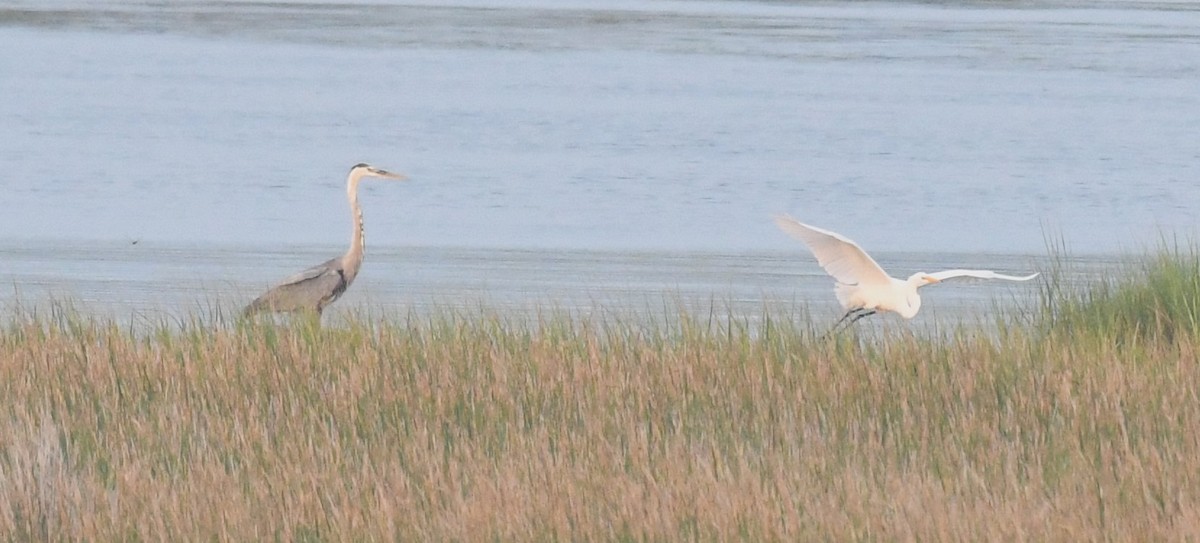 Great Blue Heron - David True