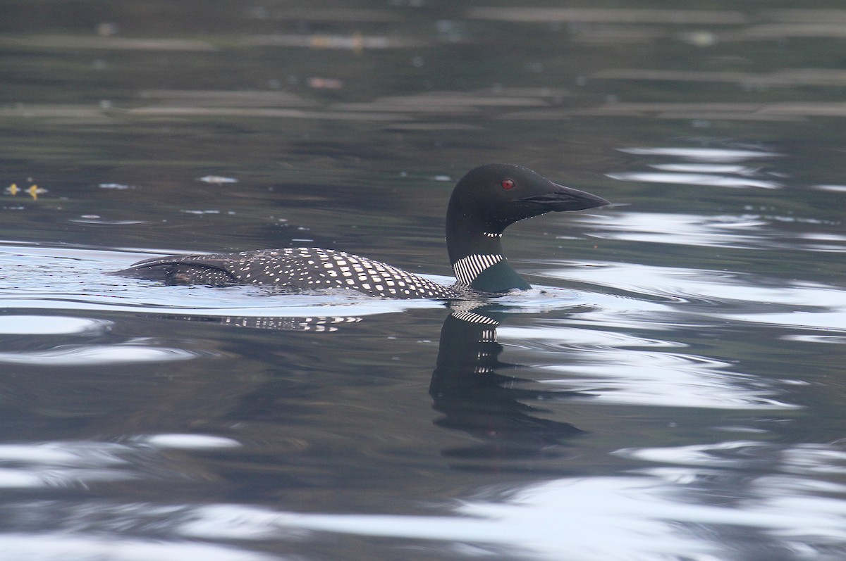 Common Loon - naomi h