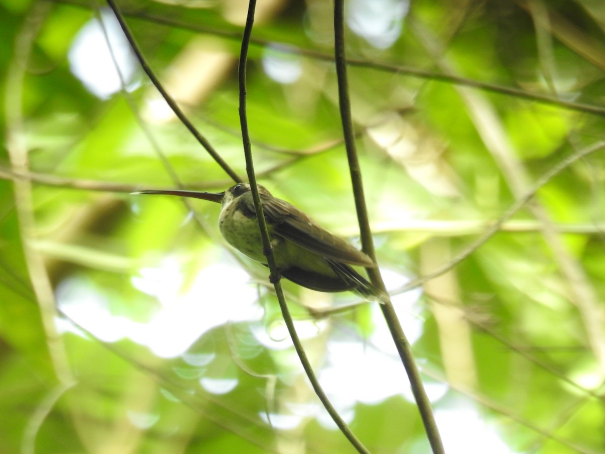 Pale-bellied Hermit - ML595386311