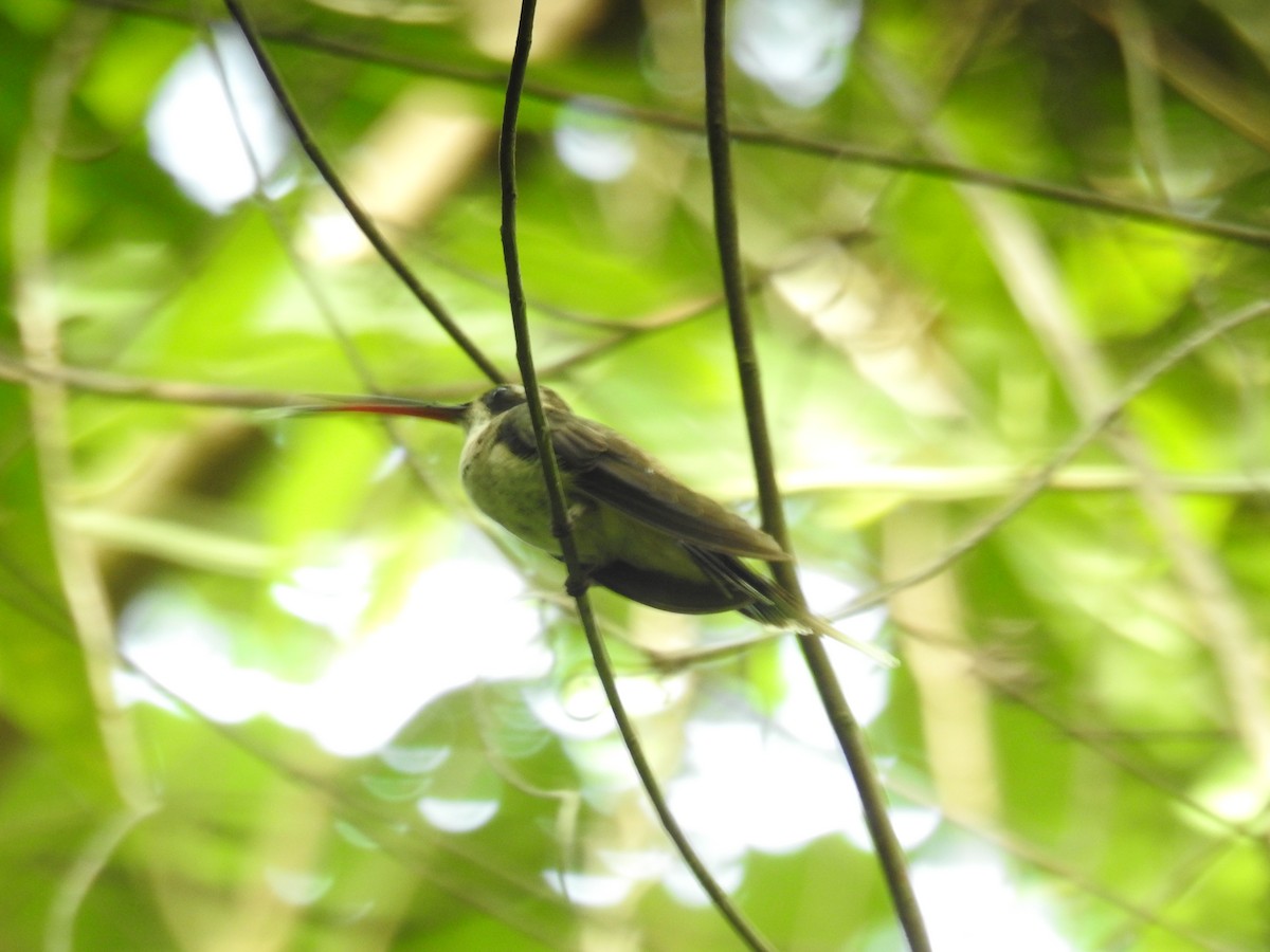 Pale-bellied Hermit - ML595386321