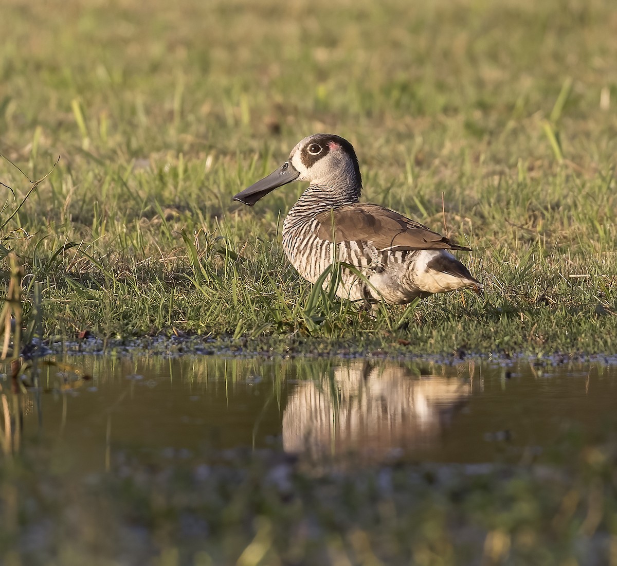 Pink-eared Duck - ML595386351