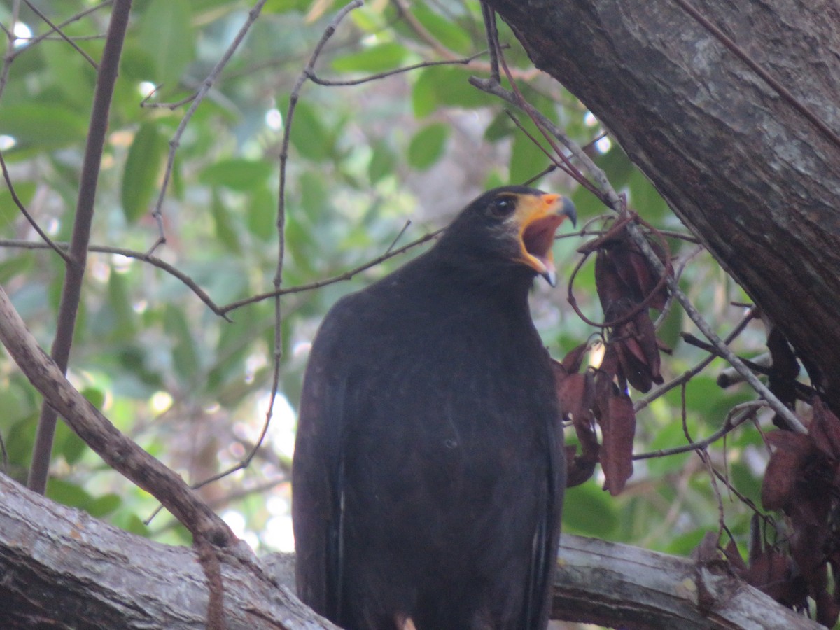 Krabbenbussard (anthracinus/utilensis) - ML595386811