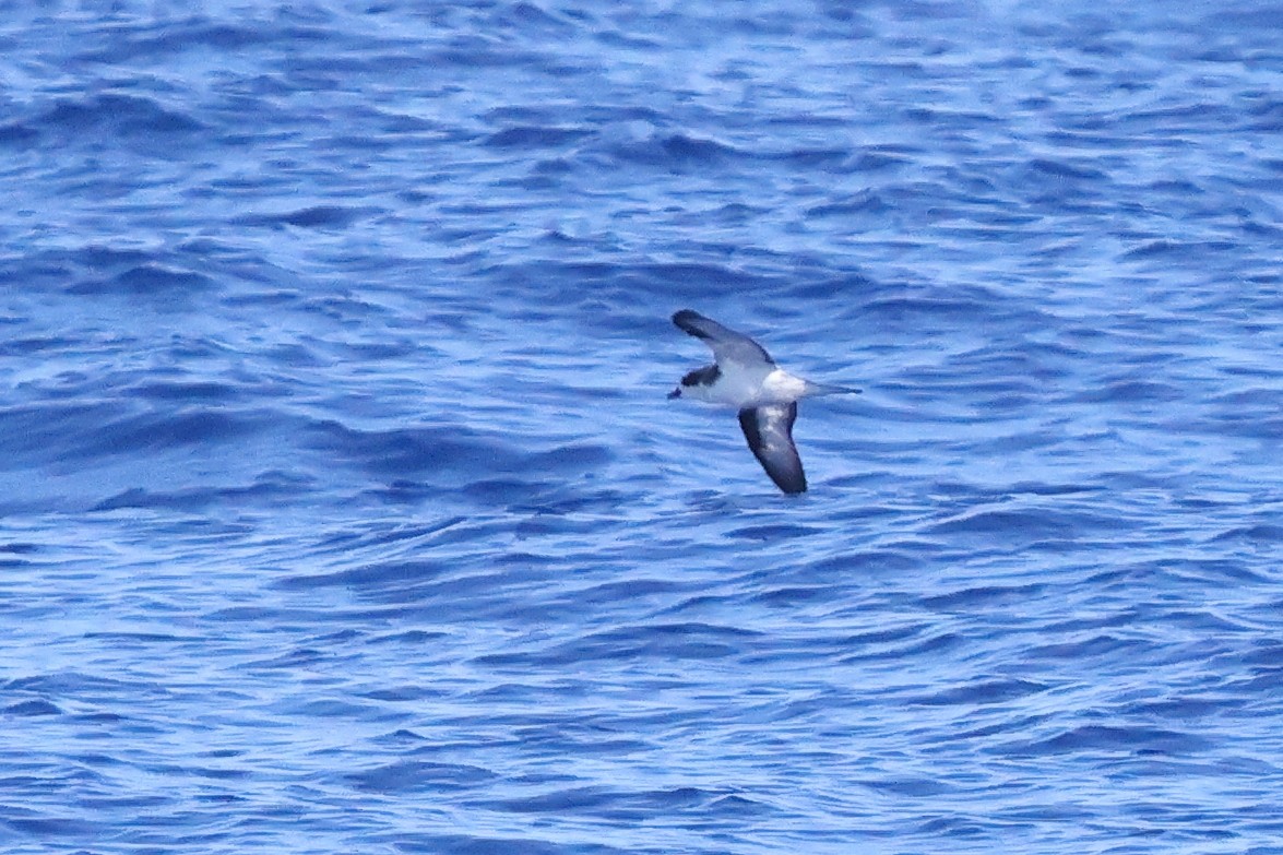 Hawaiian Petrel - ML595386851