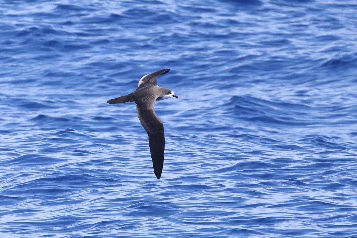 Hawaiian Petrel - ML595386861