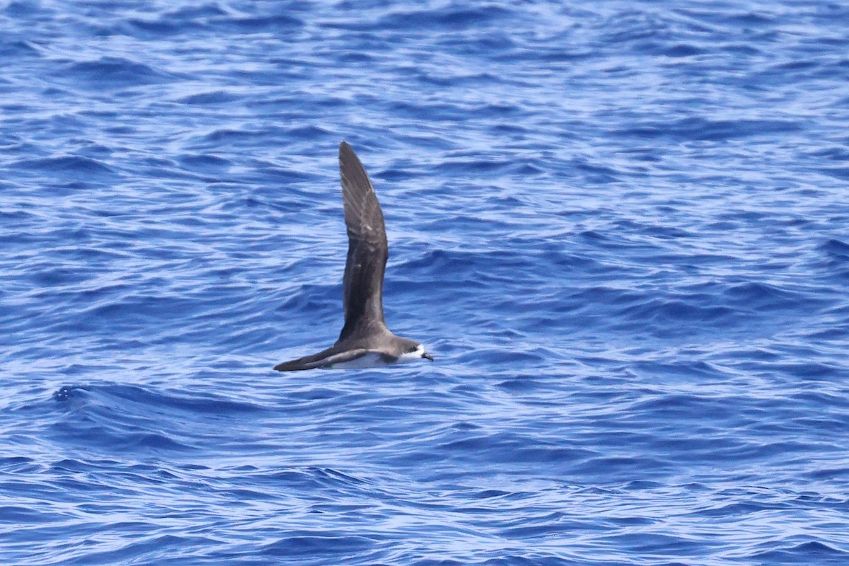 Hawaiian Petrel - ML595386871