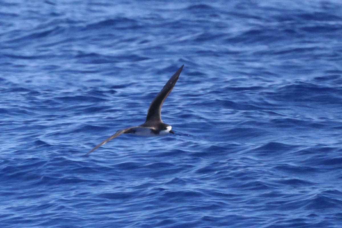 Hawaiian Petrel - Linda Pittman