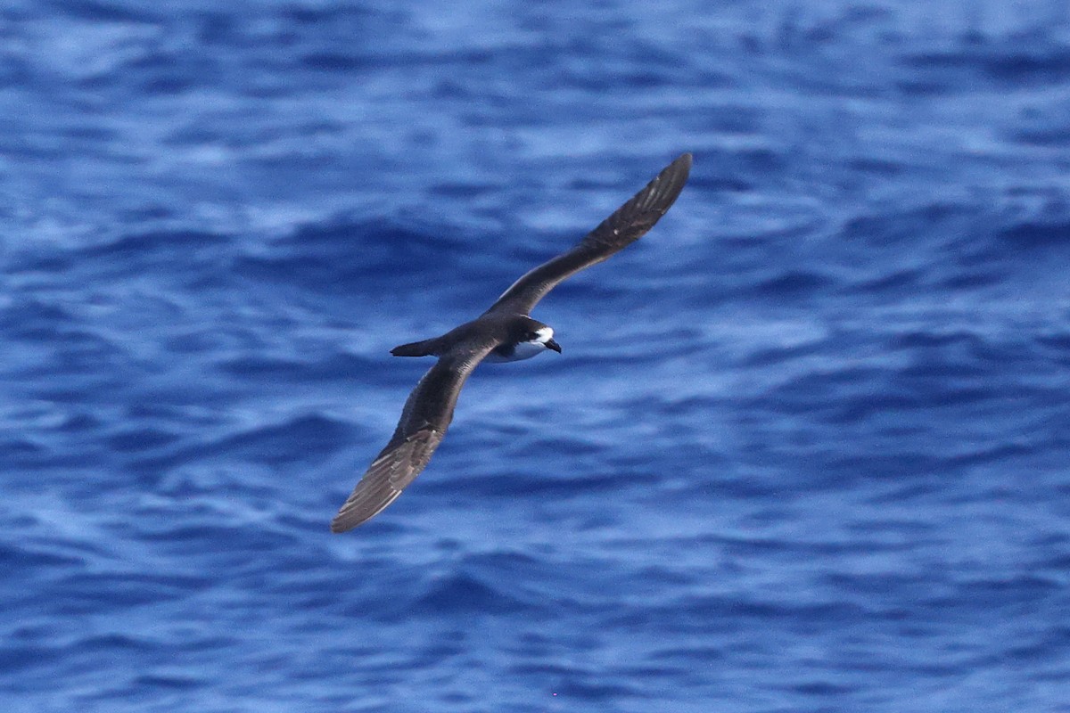 Hawaiian Petrel - ML595386891