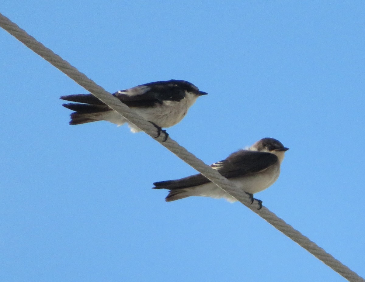 Mangrove Swallow - ML595386931