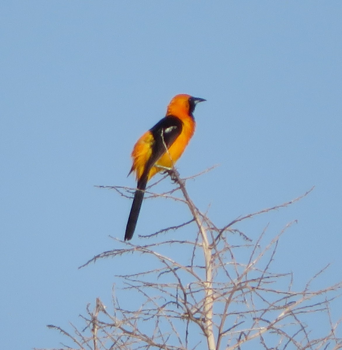 Oriole à gros bec - ML595386961