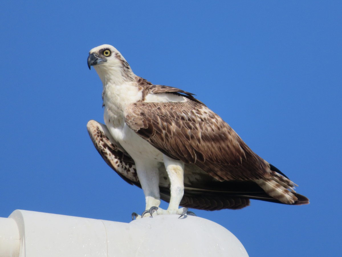 Águila Pescadora (ridgwayi) - ML595387011