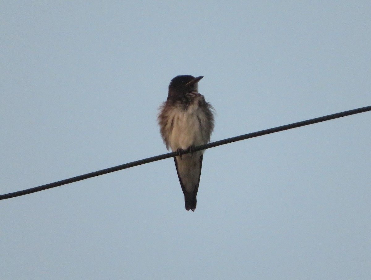 Gray-breasted Martin - ML595387021