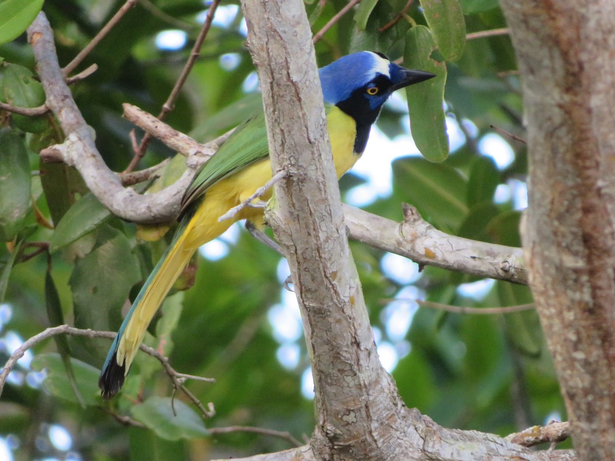 Green Jay (Green) - ML595387031