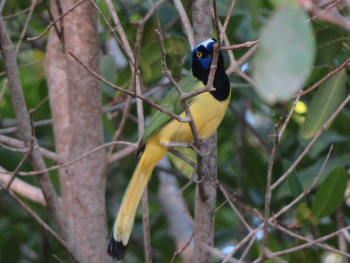 Green Jay (Green) - ML595387081