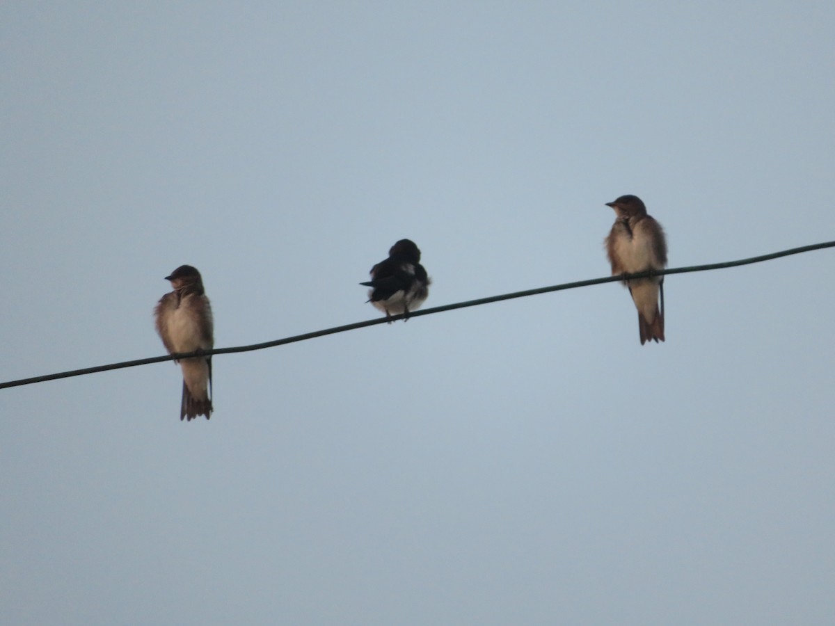 Gray-breasted Martin - Eric Liebgold