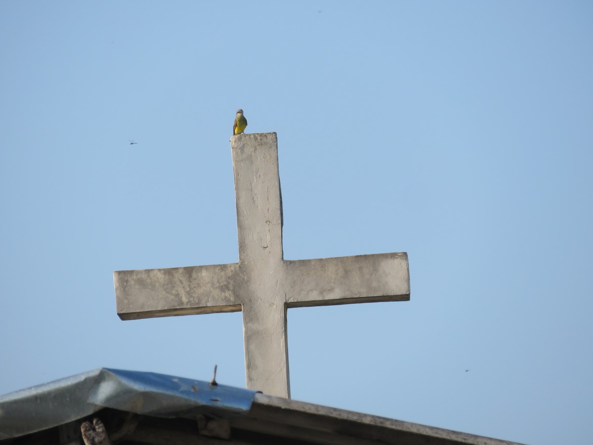 Tropical Kingbird - ML595387151