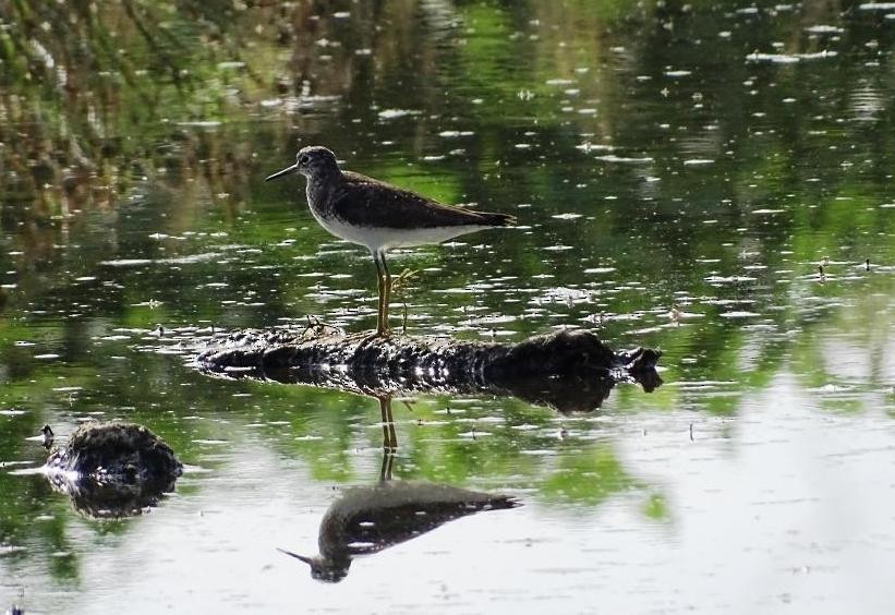 Solitary Sandpiper - ML595388481