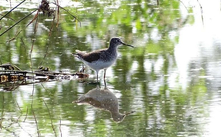 Solitary Sandpiper - ML595388491