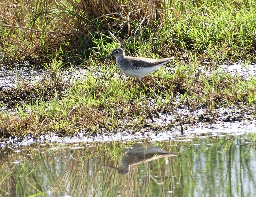 Solitary Sandpiper - ML595388501