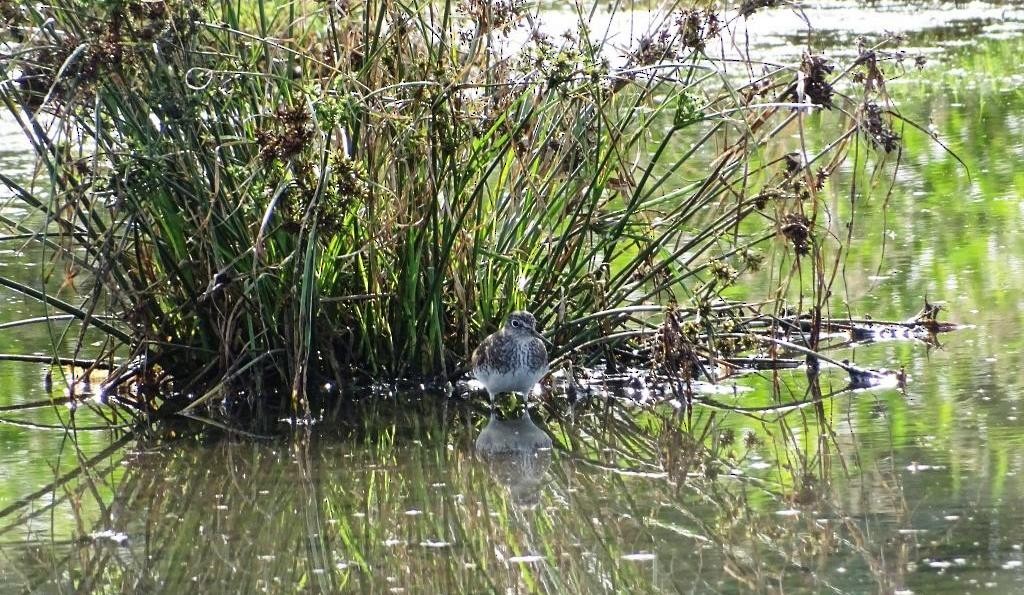 Solitary Sandpiper - ML595388511