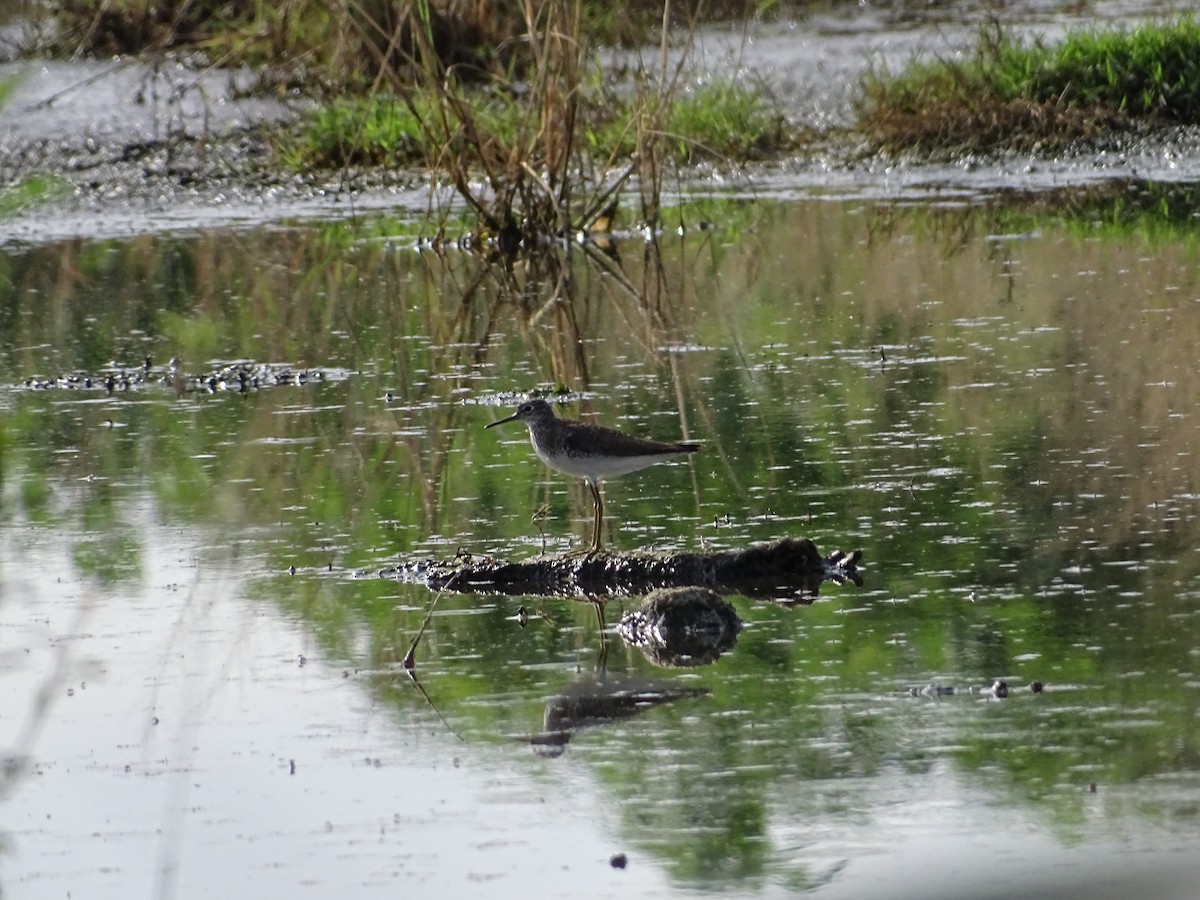 Solitary Sandpiper - ML595388521